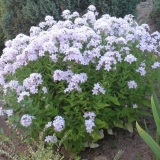 Zvončić mlečni: sadnja i njega